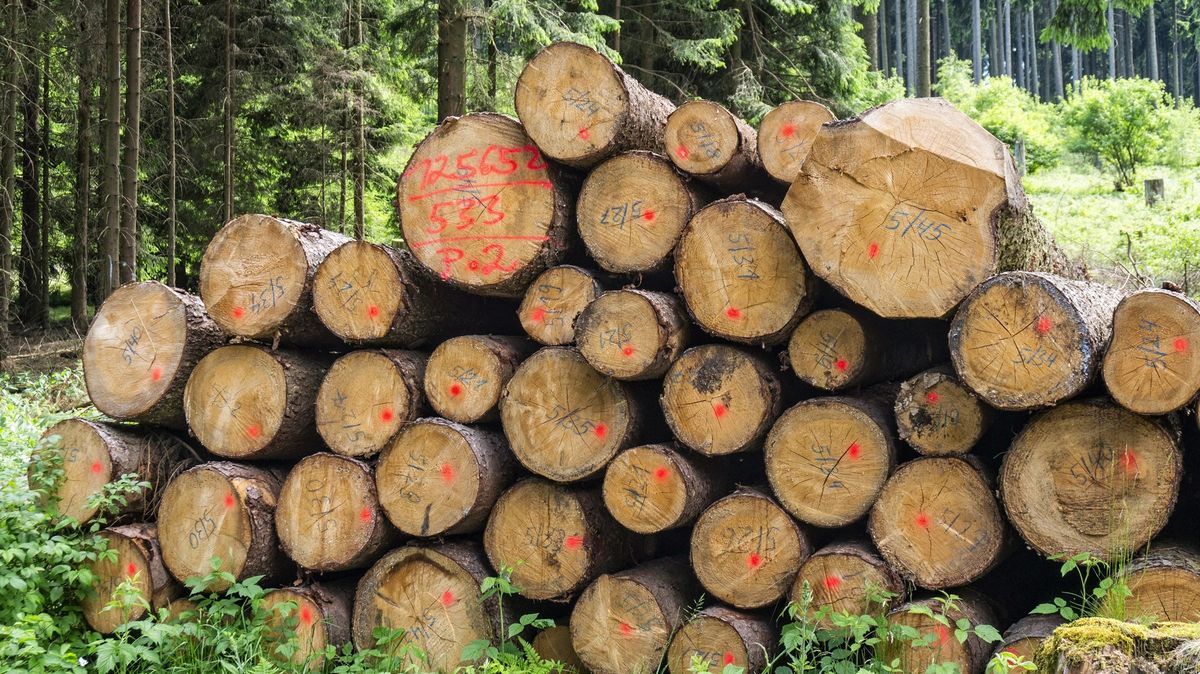 Kácení lesů nabralo v Evropě obrátky. A to mnohonásobně, nejvíce na severu